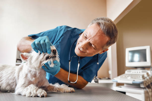 Best Emergency Tooth Extraction in Coupeville, WA